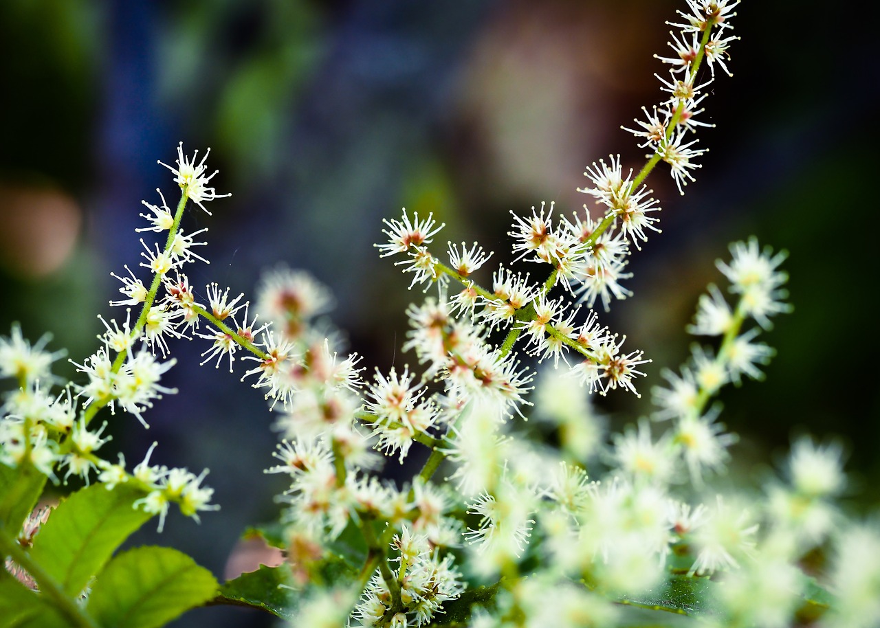 makamaka flower plant free photo