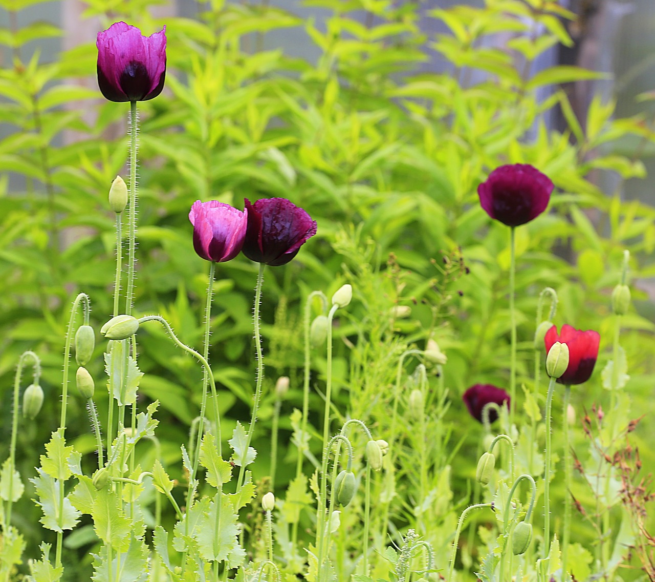 maki purple poppy flowers free photo
