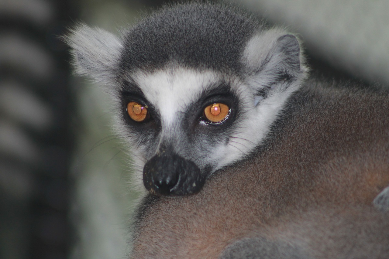 maki catta lemur free photo