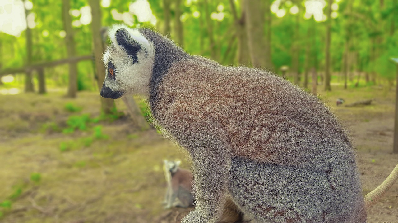 maki monkey lemurs free photo