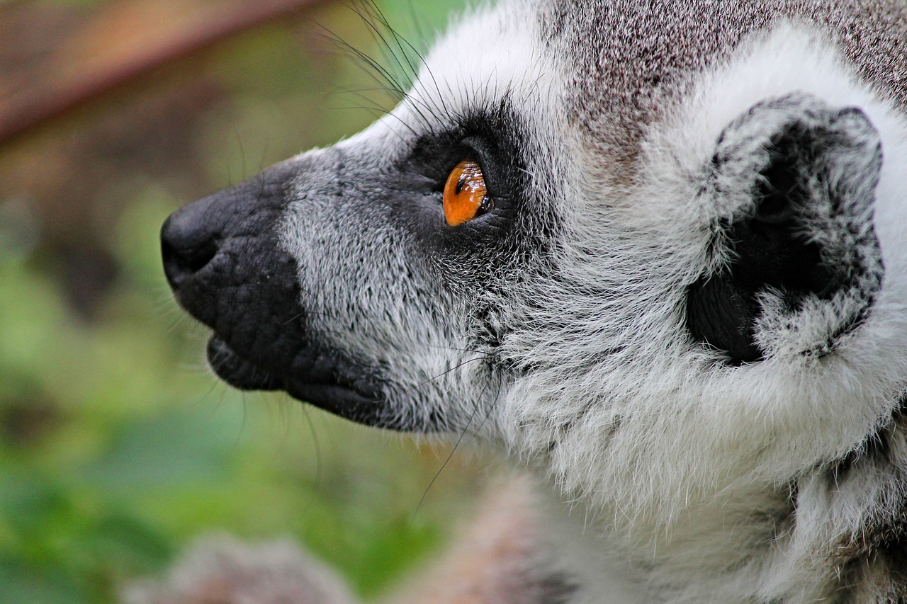 maki lemur lemur monkey free photo