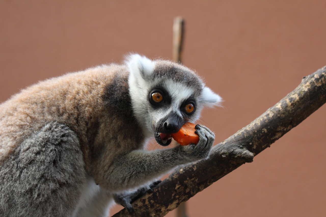 maki monkey ring-tailed lemur free photo