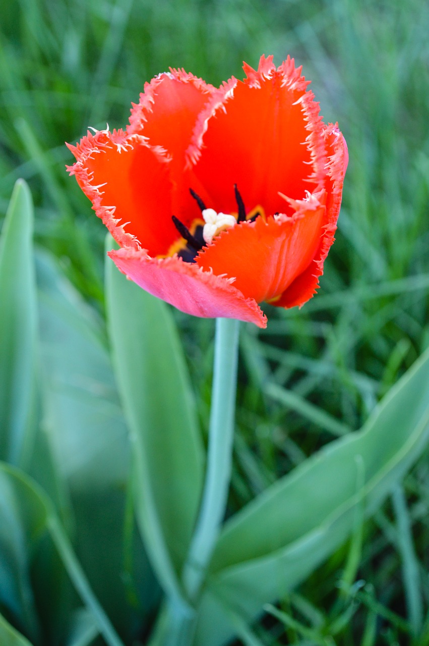 maki  tulip  tulips free photo