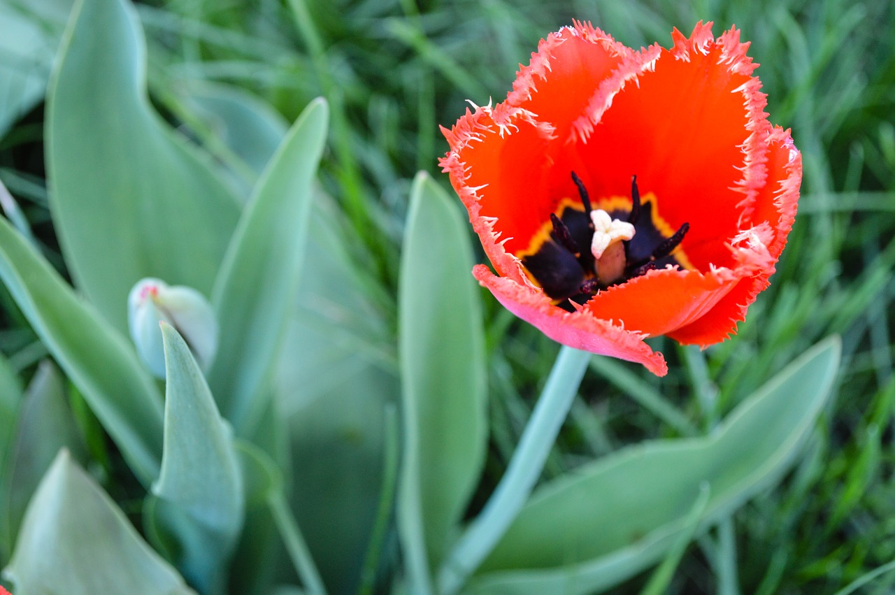 maki  mack  tulip free photo