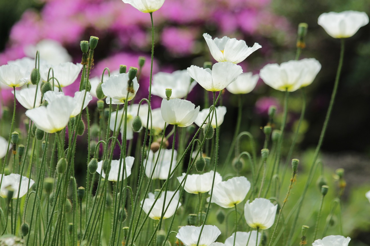 maki  flowers  white poppies free photo