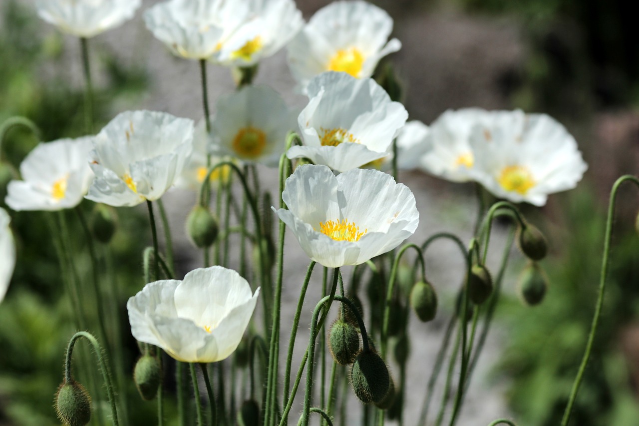 maki  flowers  white poppies free photo