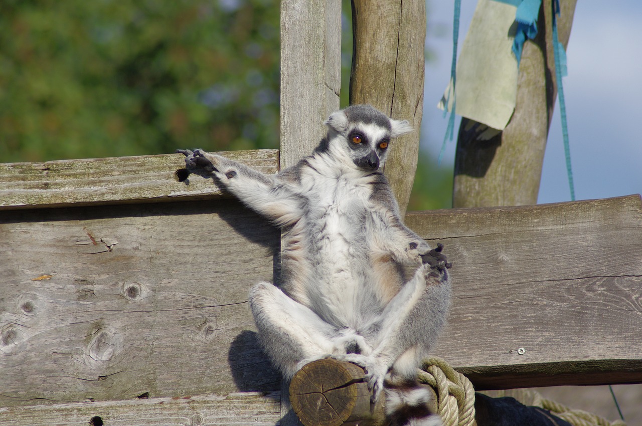 maki catta lemur zoo free photo
