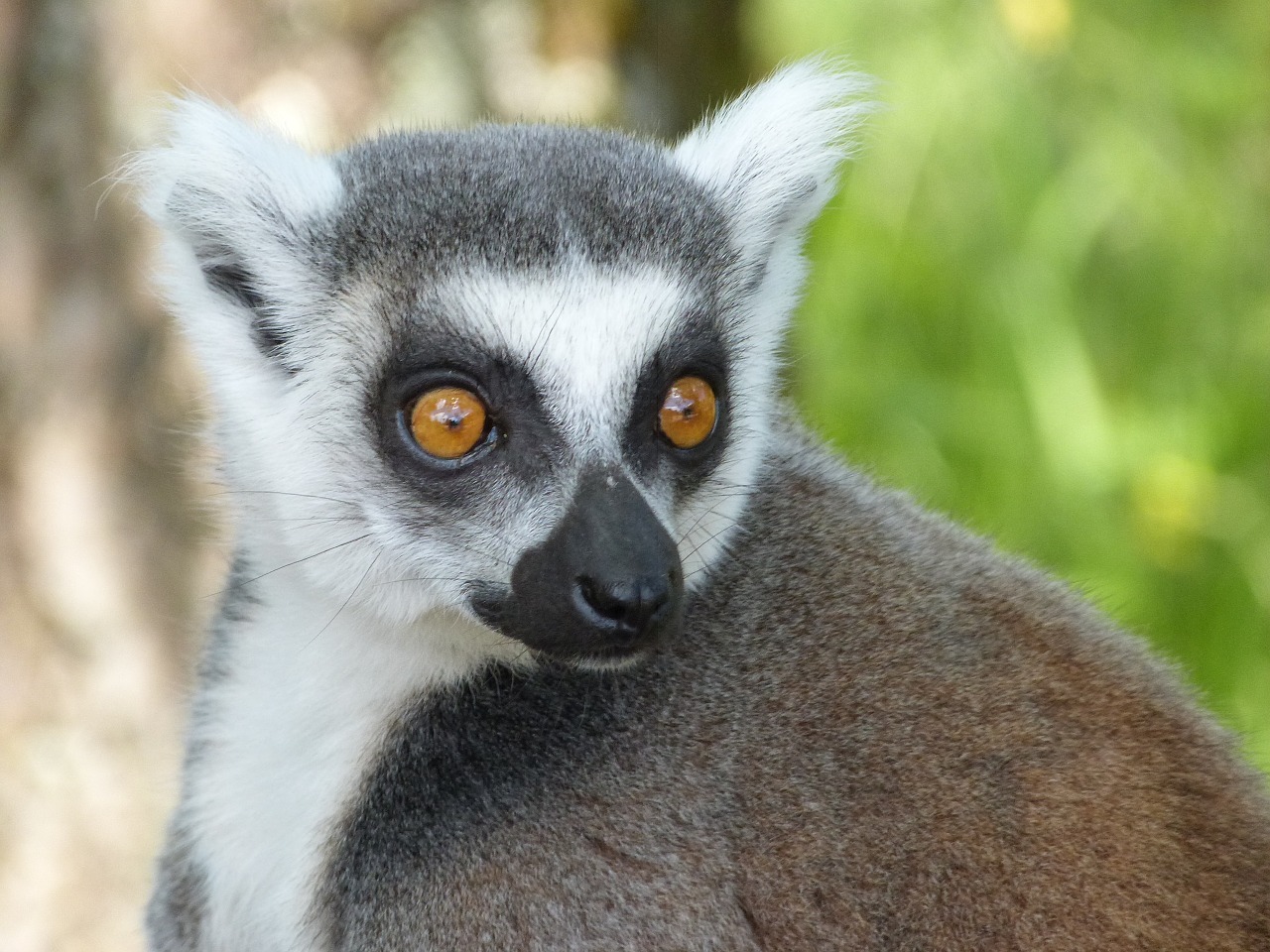 maki catta lemur madagascar free photo