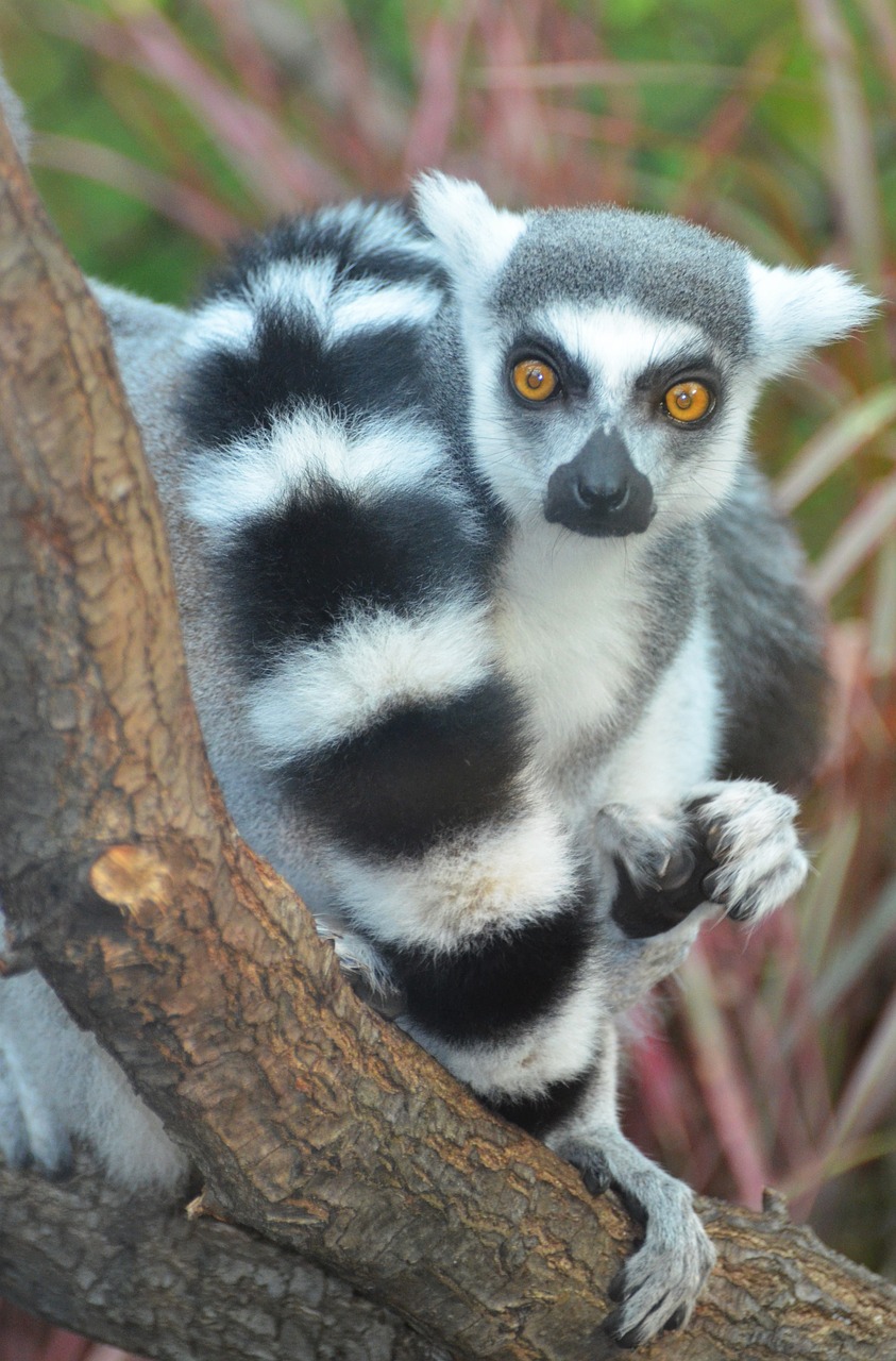 maki catta lemur madagascar free photo