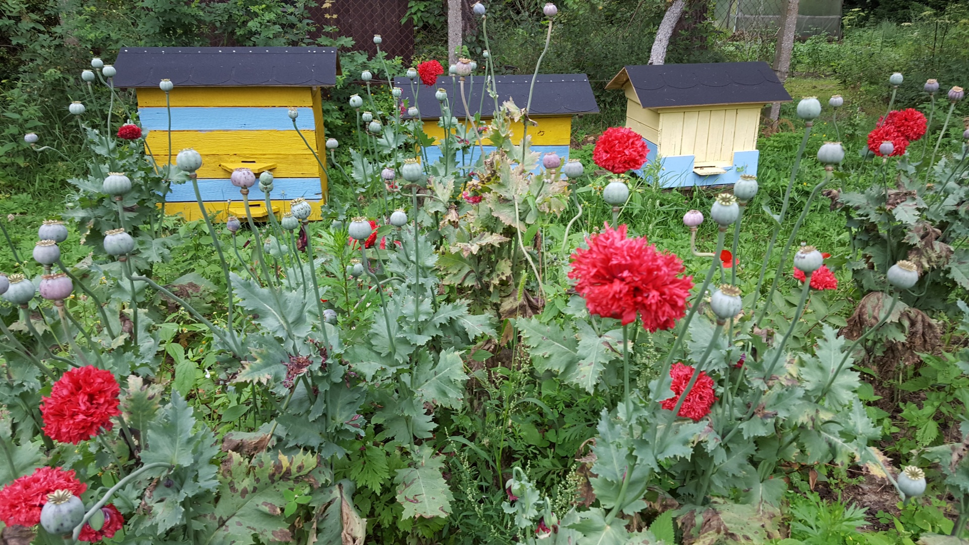 poppies beehives bees free photo