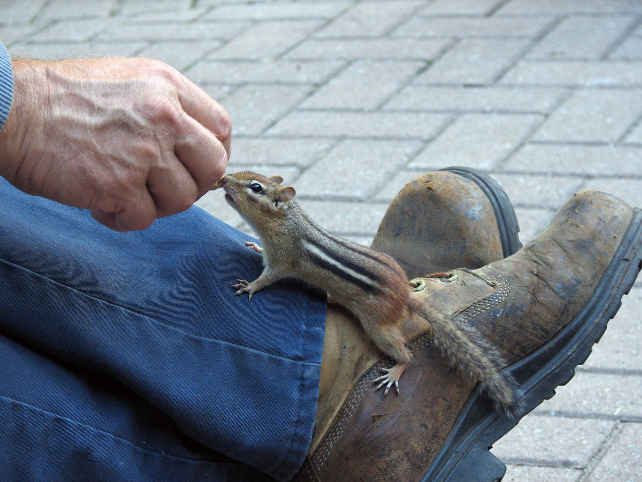 chipmunk chippy squirrel free photo