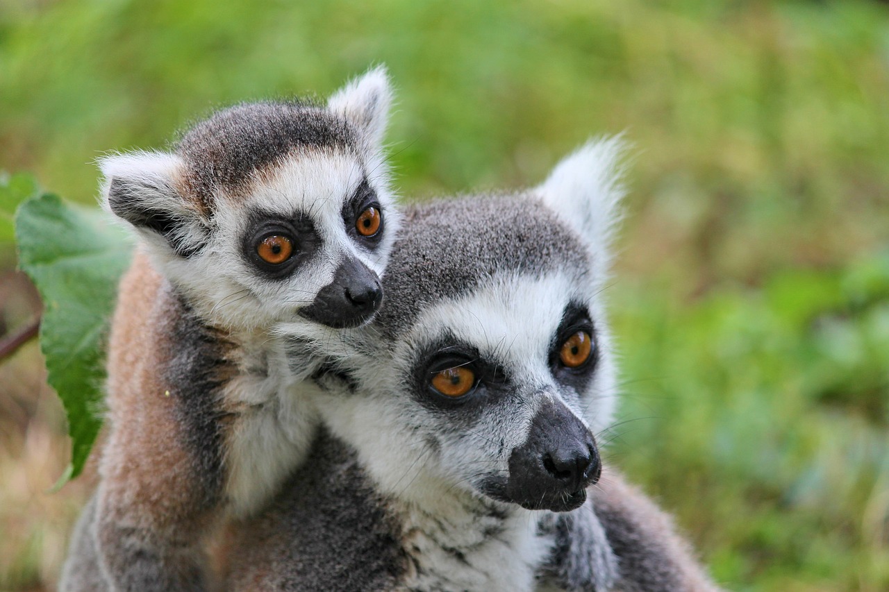 makis lemur lemurs monkeys free photo