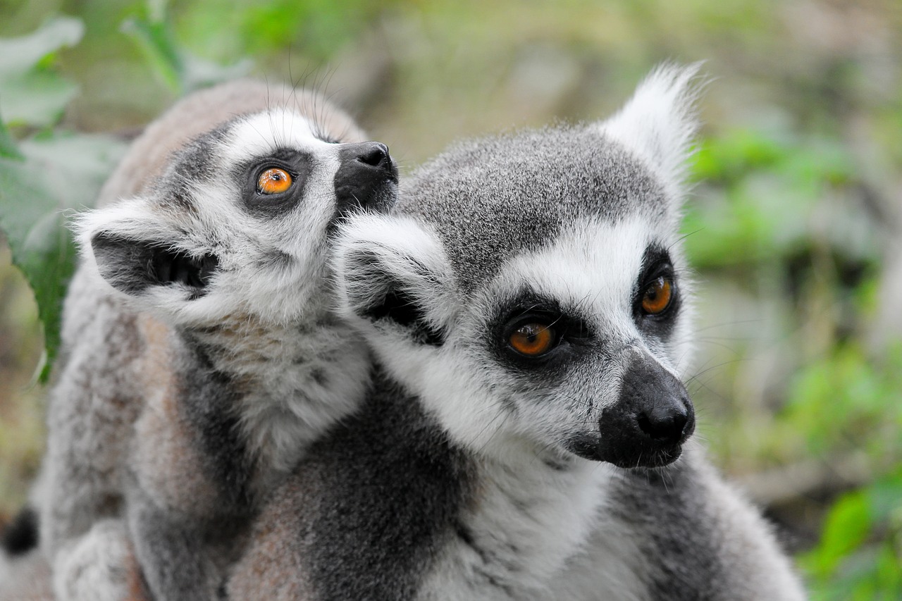 makis lemur lemurs monkeys free photo