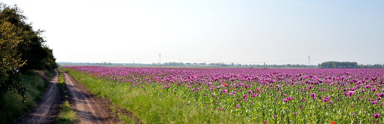 mákmező nature flowers free photo