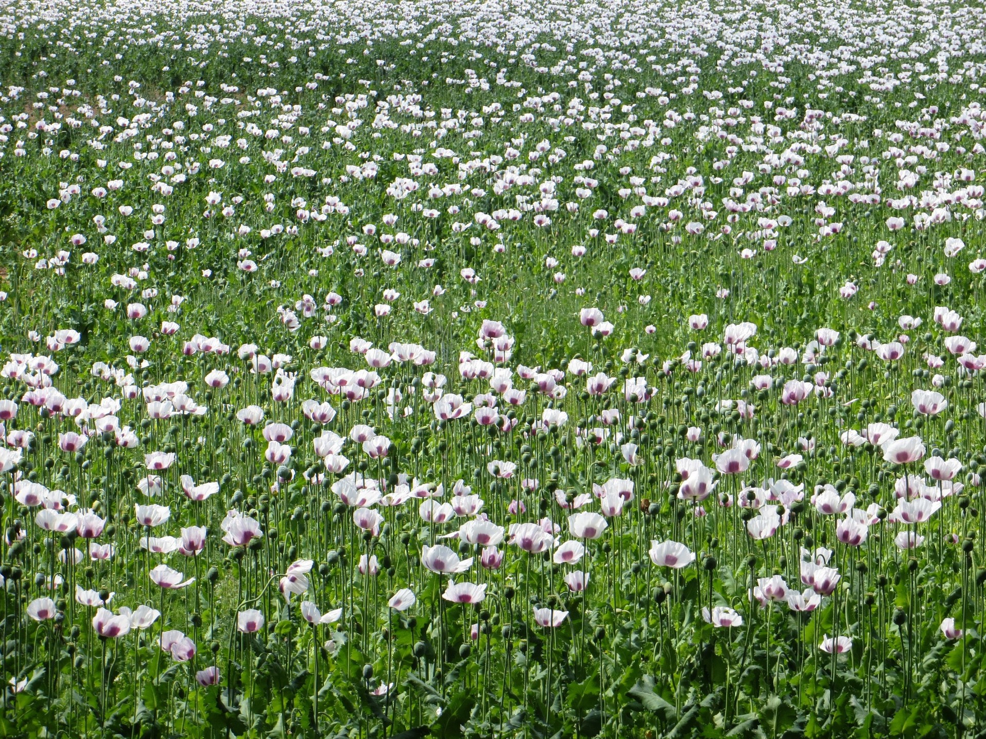 field poppy summer free photo