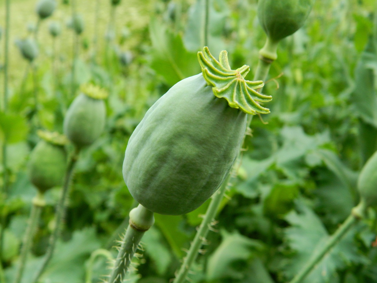 makovica poppy green free photo