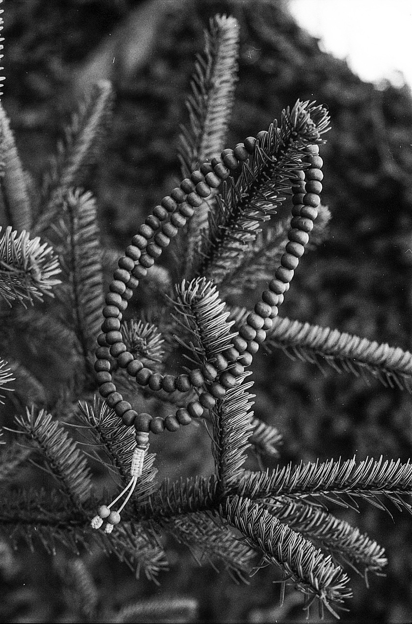 mala praying beads pine tree free photo