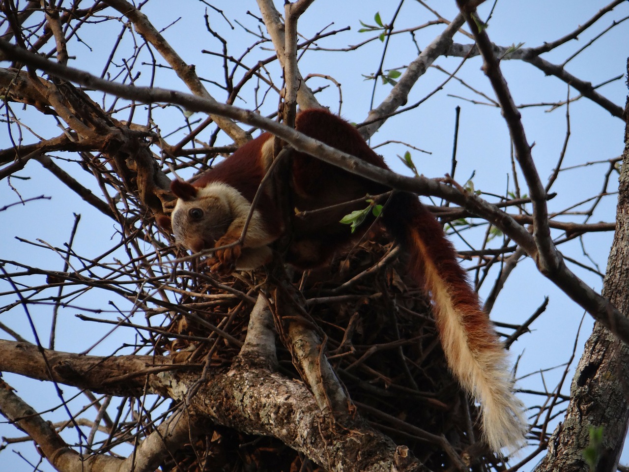 malabar giant squirrel dandeli wildlife free photo
