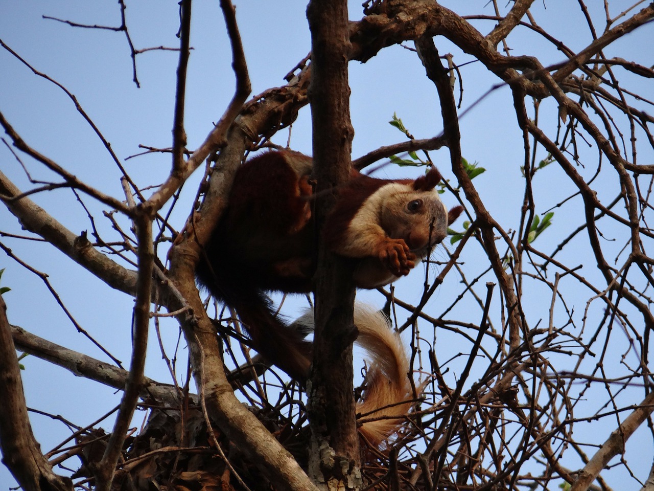 malabar giant squirrel dandeli wildlife free photo