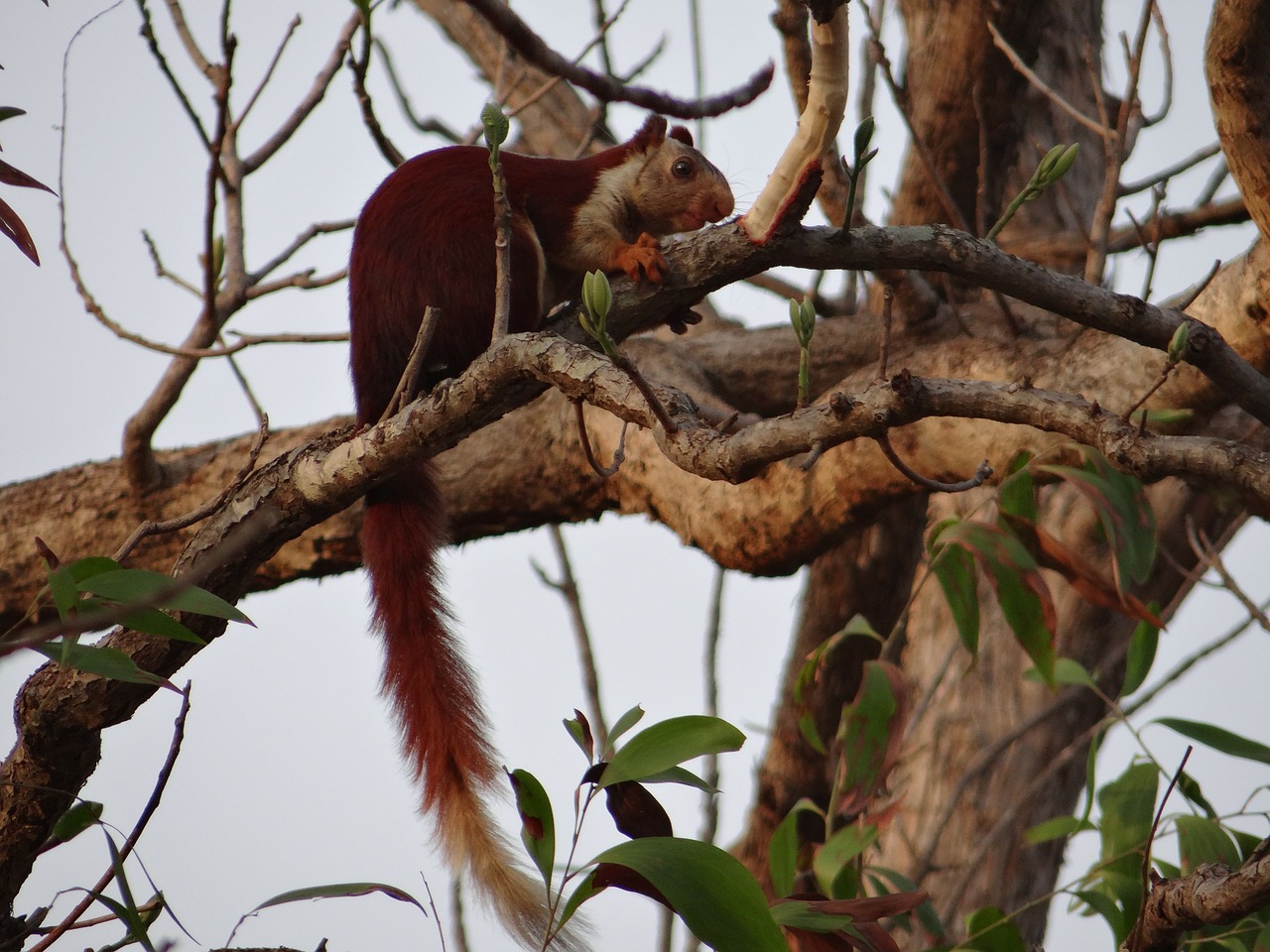 malabar giant squirrel ratufa indica indian giant squirrel free photo
