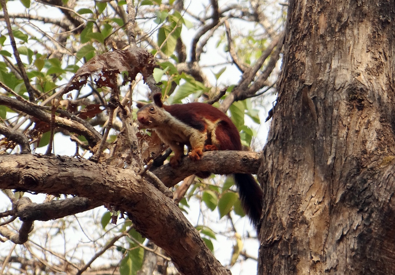 malabar giant squirrel ratufa indica indian giant squirrel free photo