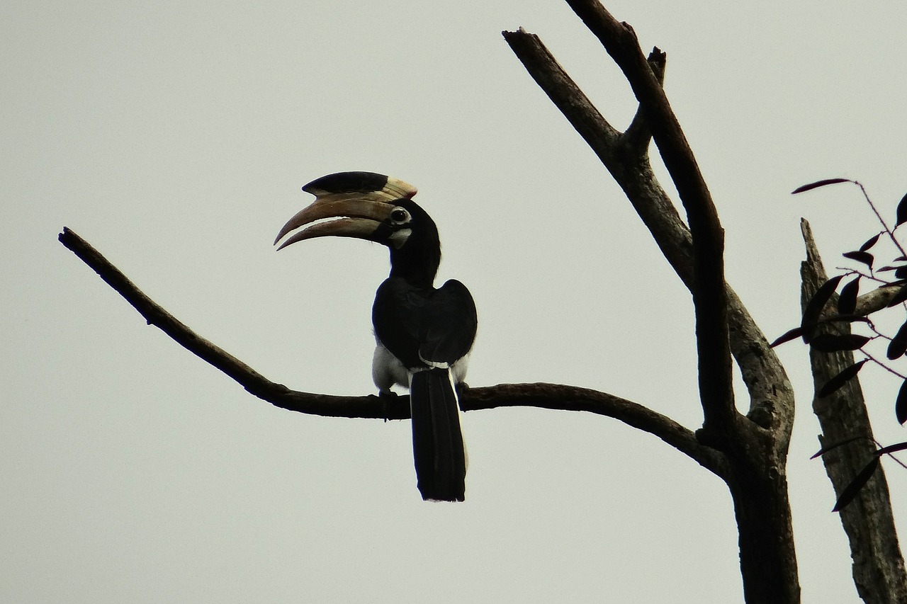 malabar pied hornbill anthracoceros coronatus lesser pied hornbill free photo