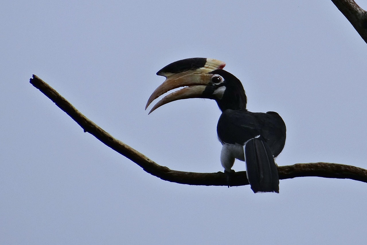 malabar pied hornbill anthracoceros coronatus lesser pied hornbill free photo