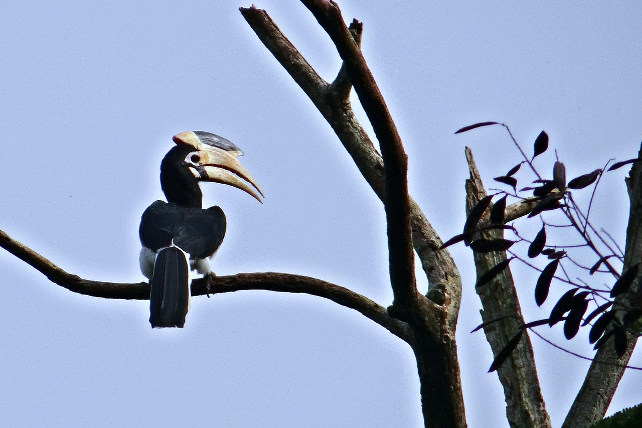 malabar pied hornbill anthracoceros coronatus lesser pied hornbill free photo