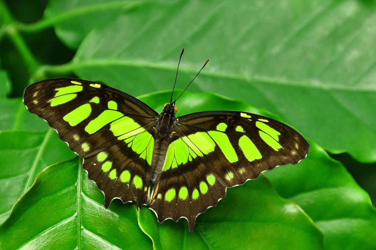 malachite butterfly siproeta free photo