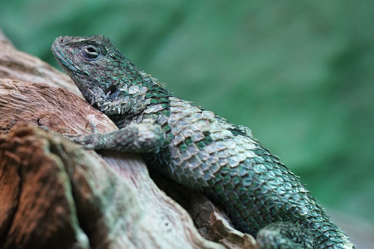 malachite barbed iguana iguana scale free photo