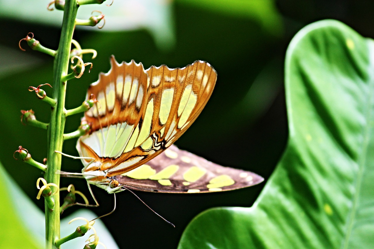 malachite butterfly siproeta stelenes butterfly free photo