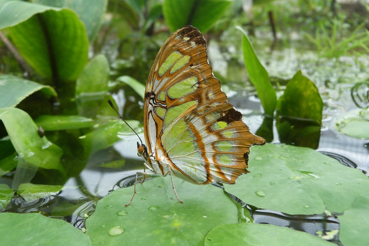 malachite butterfly butterfly siproeta stelenes free photo