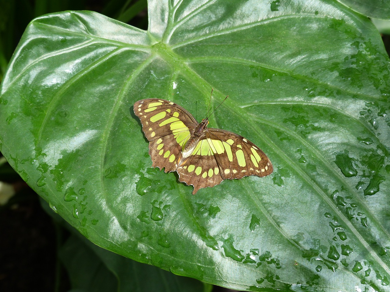 malachite butterfly butterfly leaf free photo