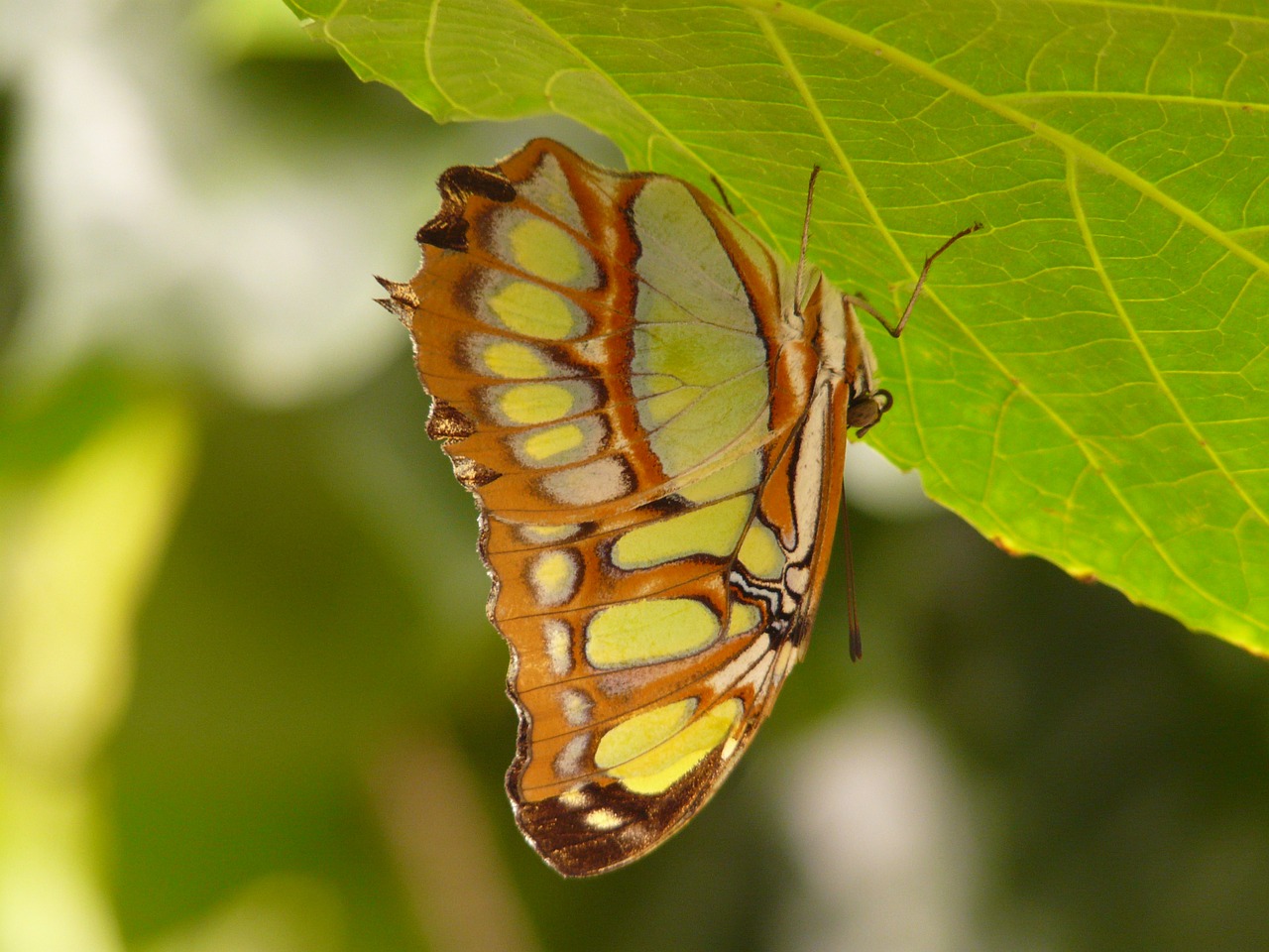 malachite butterfly butterfly siproeta stelenes free photo