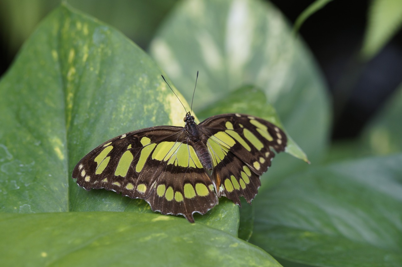 malachite butterfly wing spread free photo