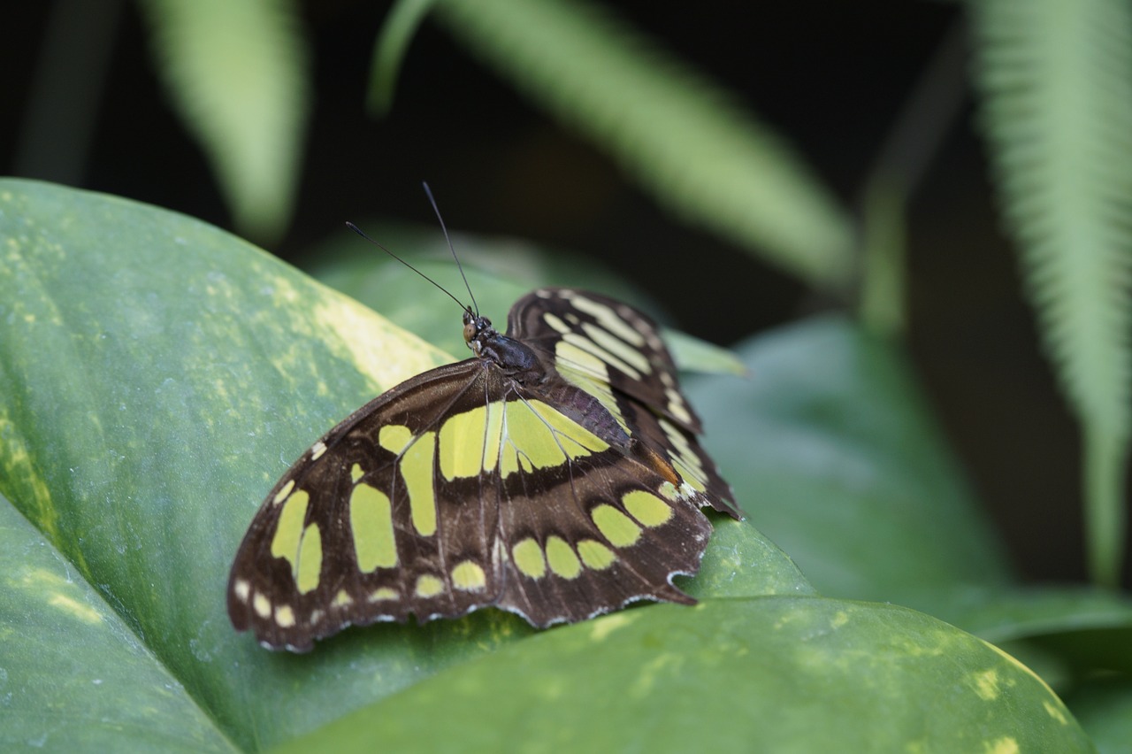 malachite butterfly wing spread free photo