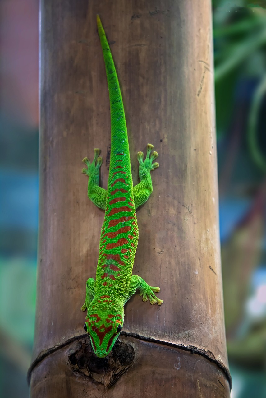 malagasy taggecko gecko day gecko free photo