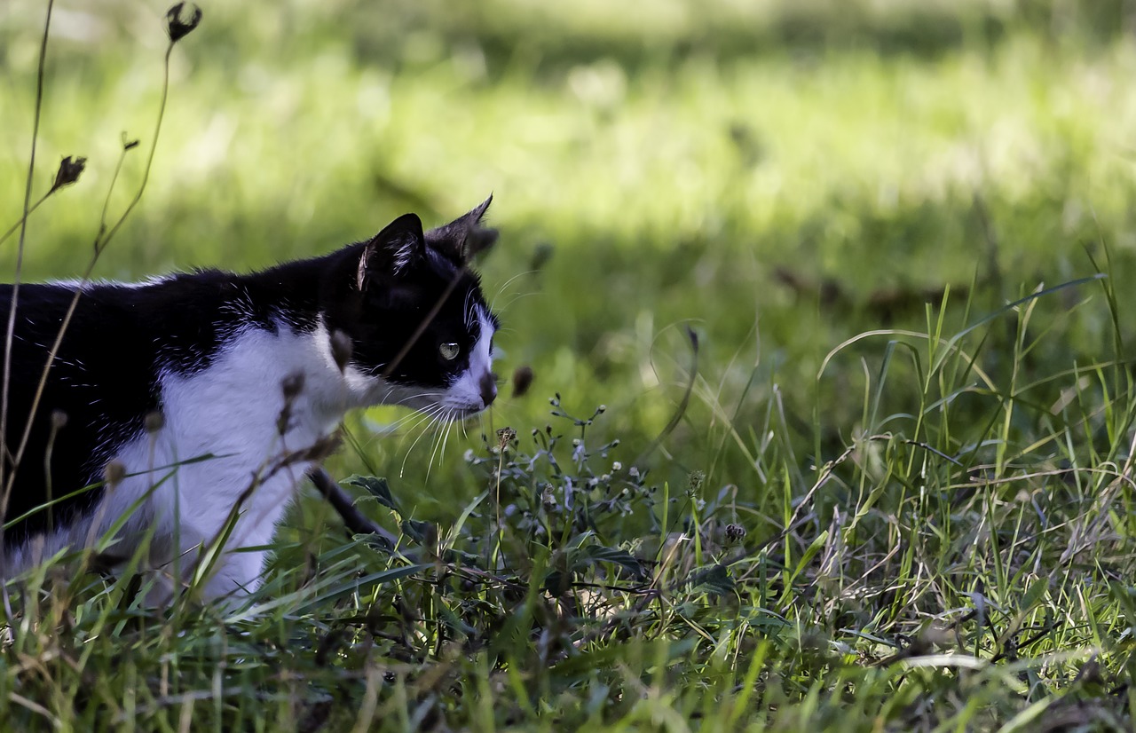 Malai, cat, tiger, hunting, animal - free image from needpix.com