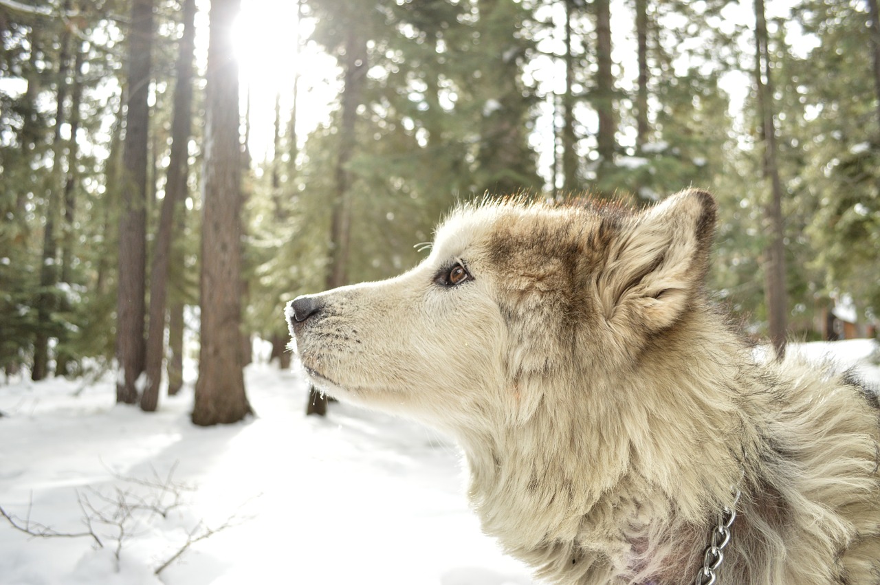 malamute wolf hybrid free photo