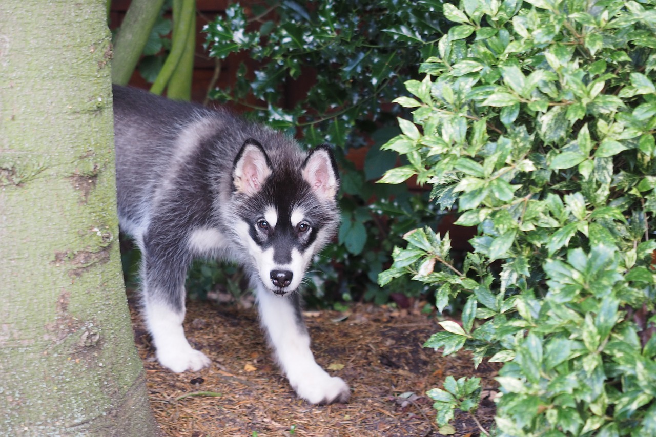 malamute dog puppy free photo