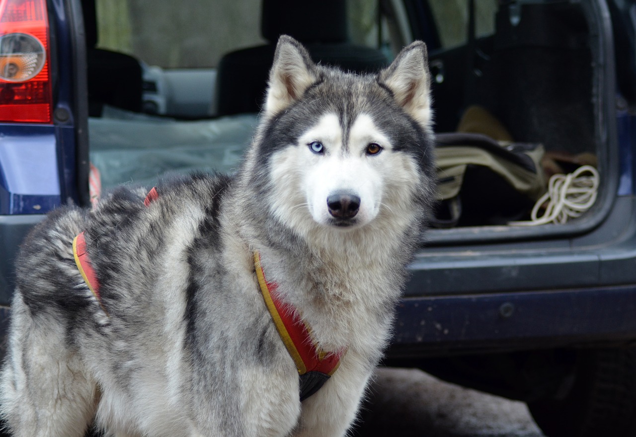 malamute  sled dog  dog free photo