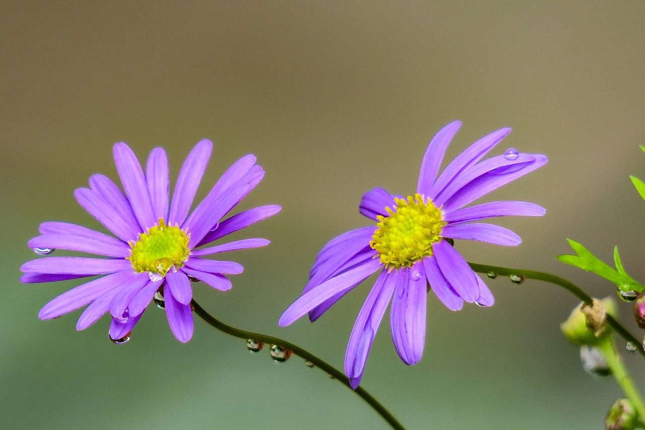 malan  plant  botanical garden free photo