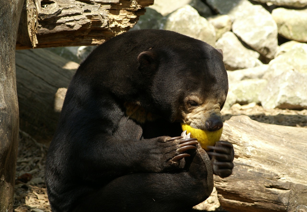 malayan sun bear bear zoo free photo