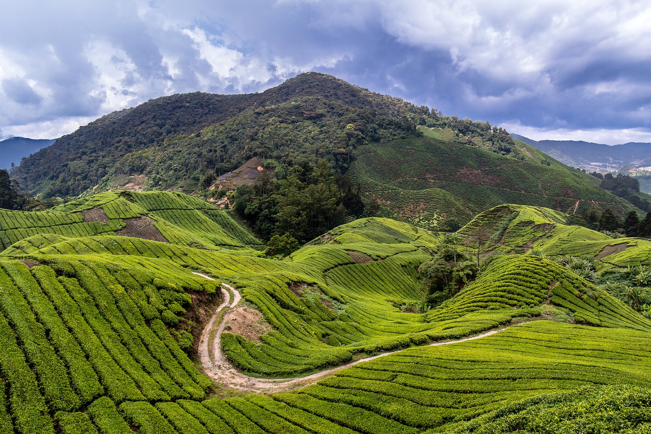 malaysia tea plantation travel free photo