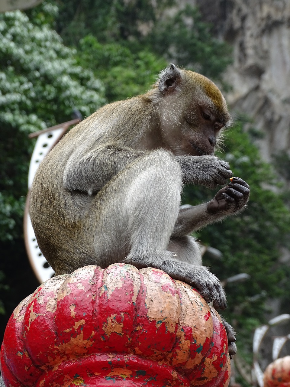 malaysia batu caves the monkey free photo