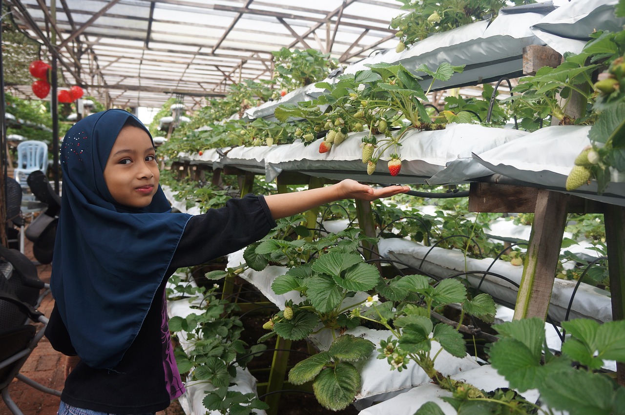 malaysia  strawberry farm  girl free photo