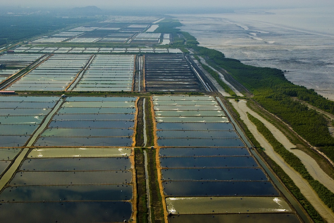 malaysia  selangor state  paddi fields free photo