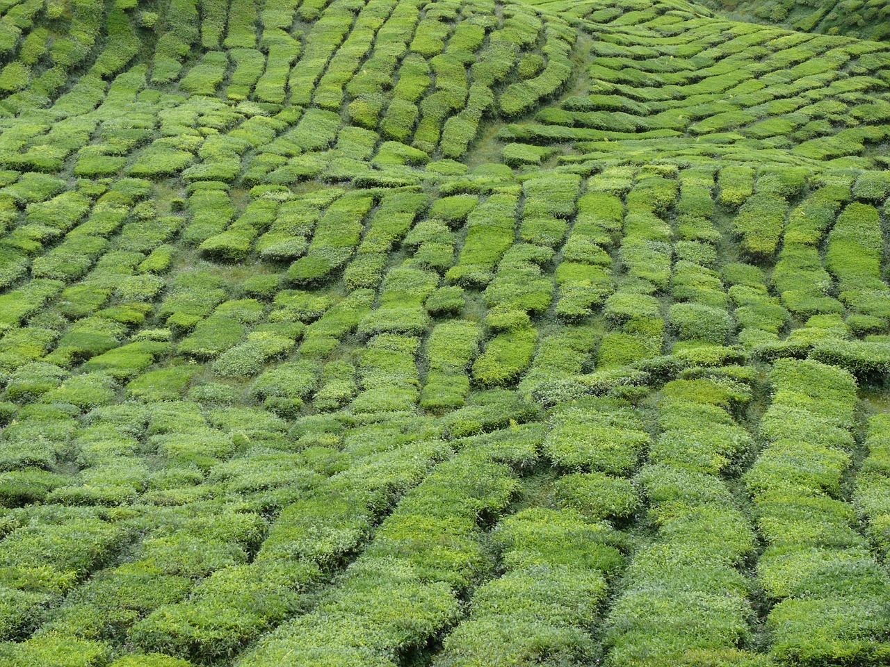 malaysia  tea plantation  landscape free photo