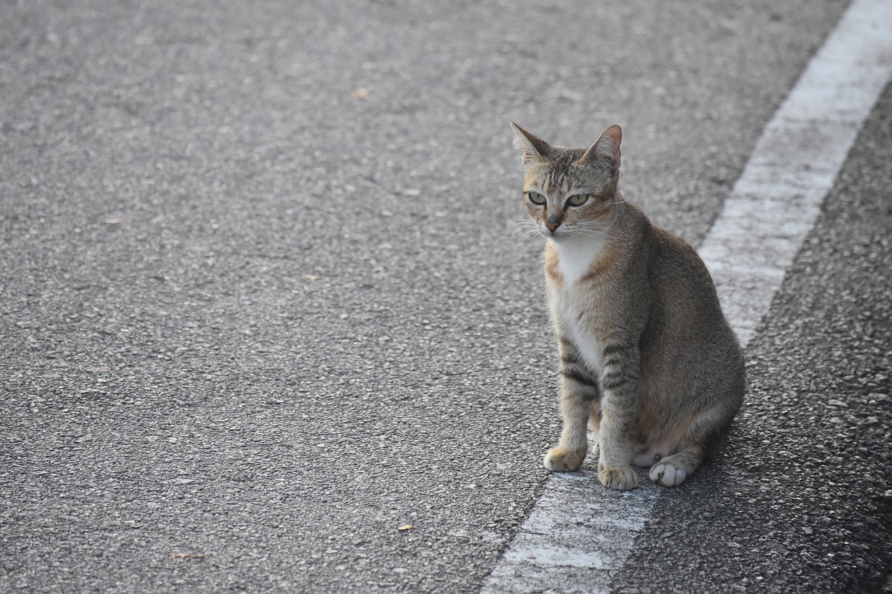 malaysia  cat  road free photo