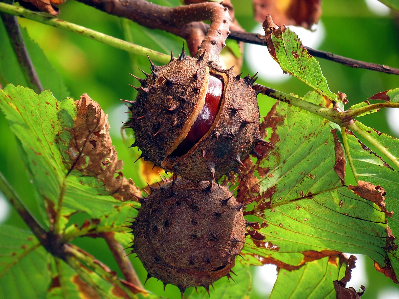 malbam night fruit free photo